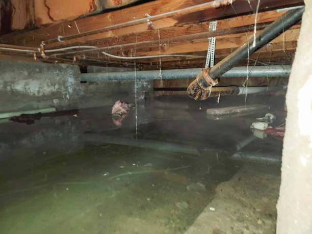 Best Sewage cleanup and water damage restoration  in Denison, IA