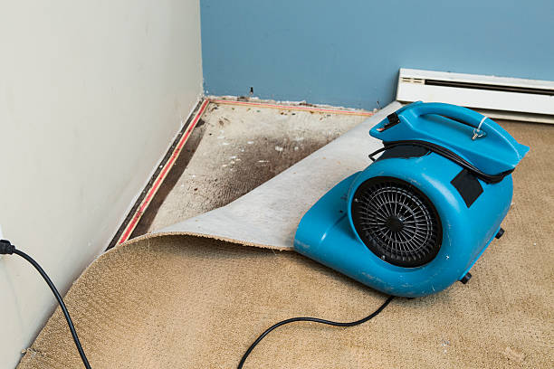 Best Flood restoration services  in Denison, IA